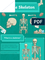 Roi SC 290 The Skeleton Powerpoint Ver 2