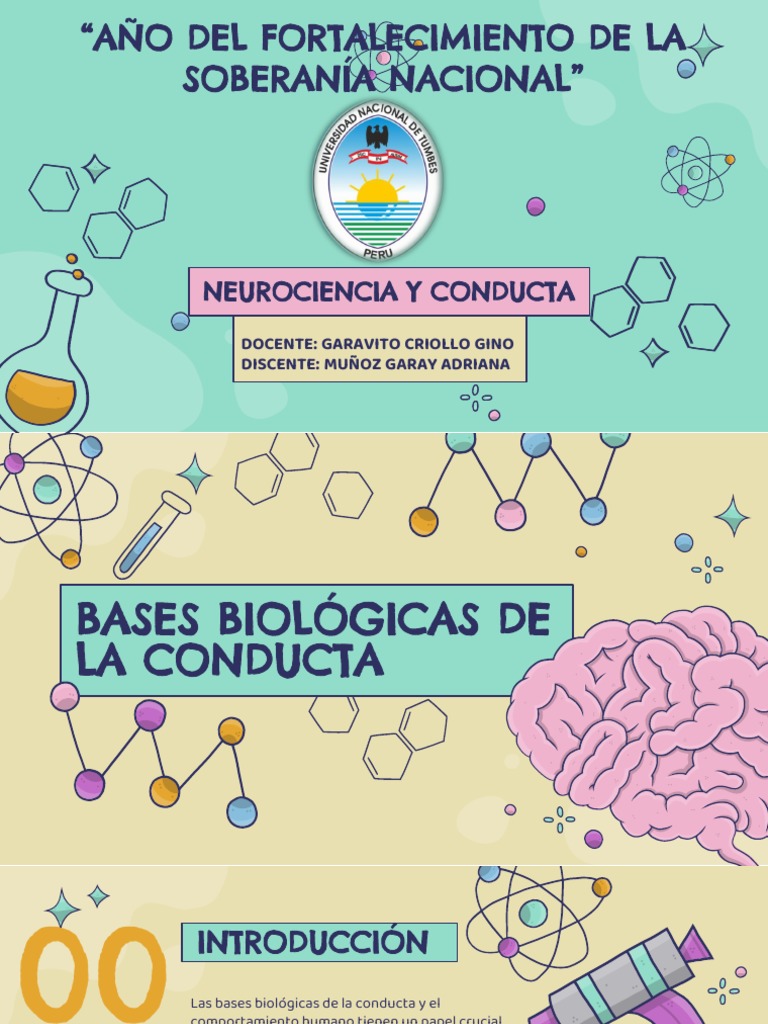 Bases Biológicas de la Conducta Humana | PDF | Cerebro | Norepinefrina