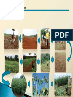 Proyeksi Bisnis Sorghum - Pakan Ternak