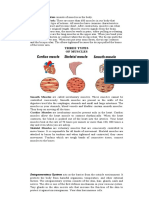 Muscular and Integumentary System Notes