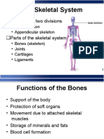 Skeletalsystemanatomy 1