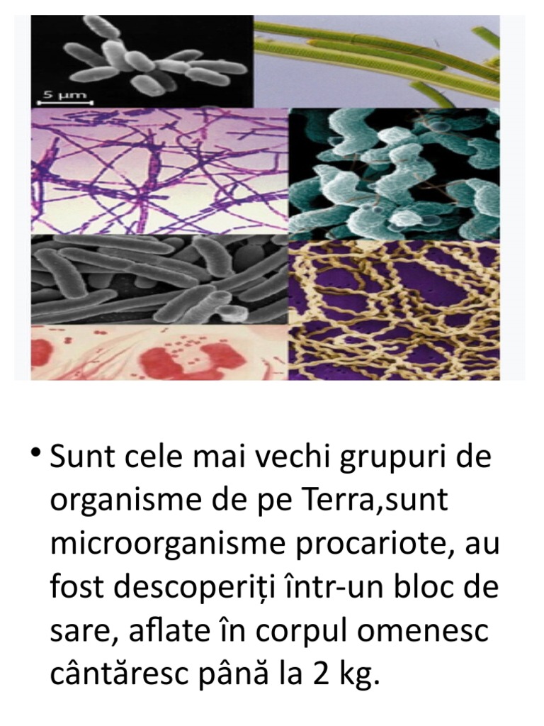 Regnul Monera, CL IX-A | PDF