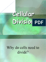 Cell Cycle Cell Division - HTM