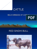 1588581064-cattle-breeds