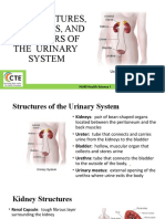3.02 Structures, Functions, and Disorders of The Urinary System C.cooper (1) - 1