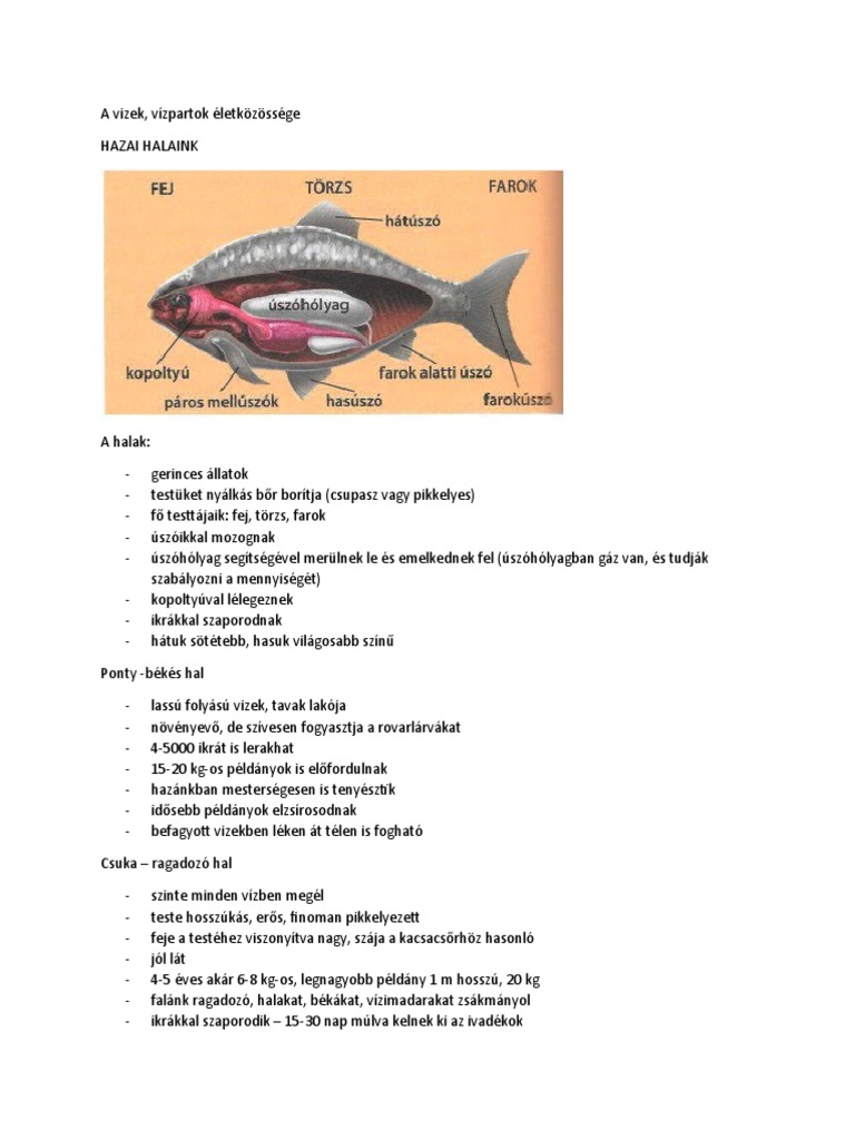 Halak, Békák, Madarak - 3. Osztály | PDF