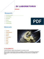 Relazione DNA Banana