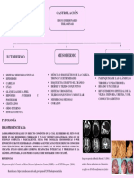 Embriología - Gastrulación A Neurulación - Liz Gonzalez - 202122605