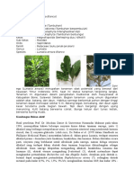 Sanrego PDF Free