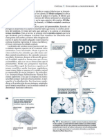 Documents MX Bryan Kolb Ian Whishaw Neur PDF