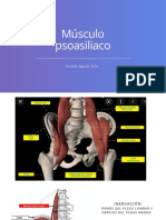 Músculo Psoasiliaco