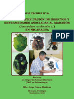 Guía de Identificación de Insectos Y Enfermedades Asociadas Al Marañón (En Nicaragua