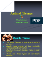 Muscle Connective Tissues 4