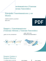 Sinapsis y Neurotransmisores (Neuronas Motoras y Neuronas