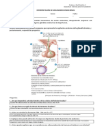 Interpretación de Mecanismos Endocrinos