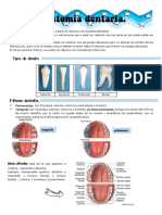 Anatomía dental en