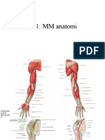 Anatomi Sms