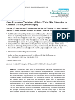 Gene Expression Variations of Red-White Skin Coloration in