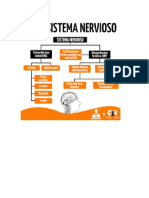 ESQUEMA SIST NERVIOSO