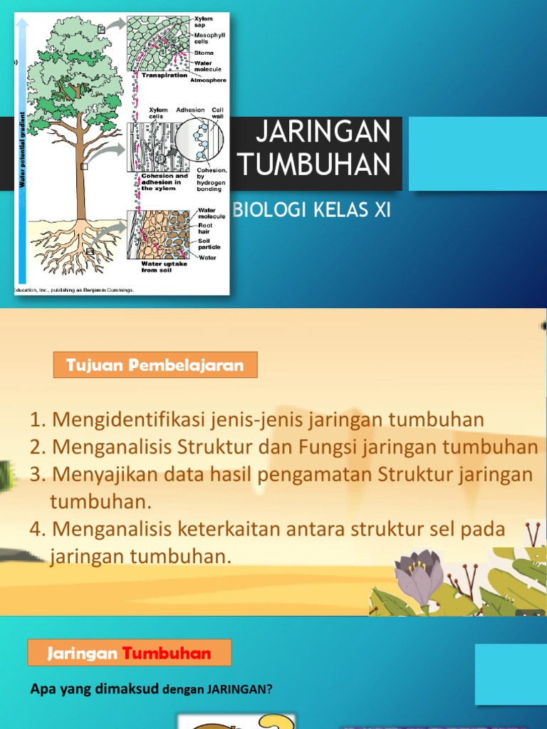 Jaringan Tumbuhan - 2 | PDF
