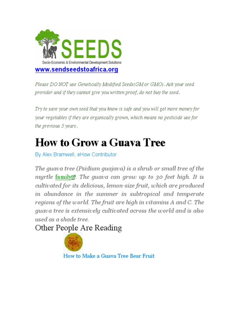 Guava Tree Pdf Trees Pruning