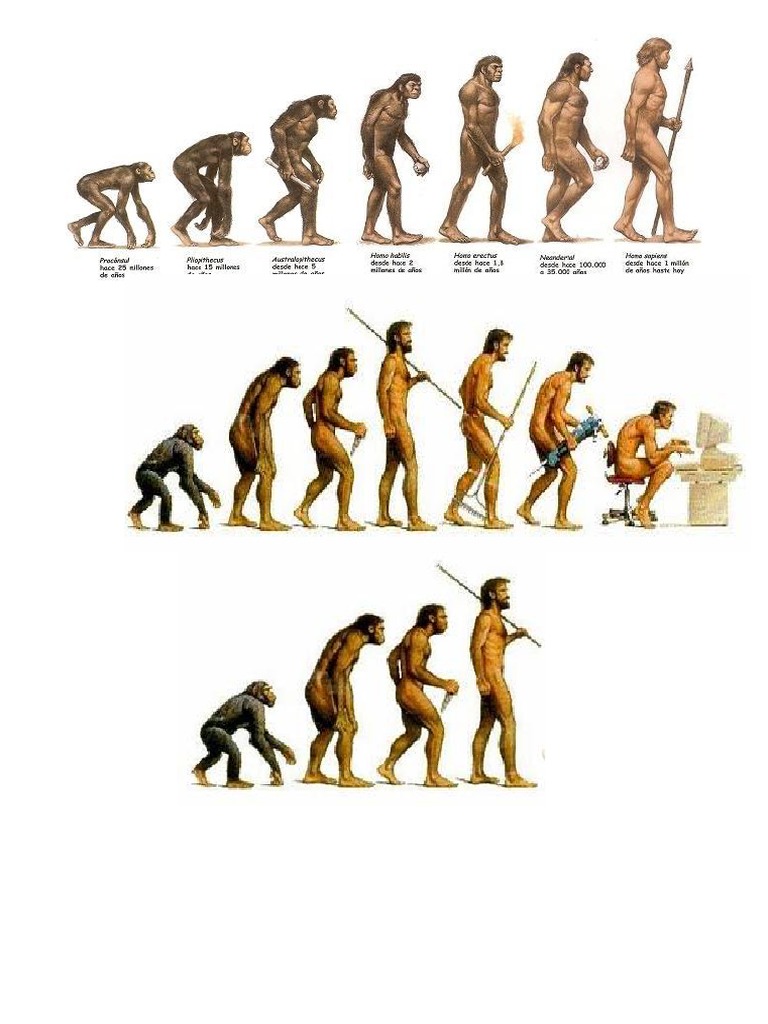 Evolucion Del Ser Humano | PDF