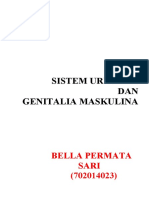 Anatomi - SISTEM URINARIA DAN GENITALIA MASKULINA