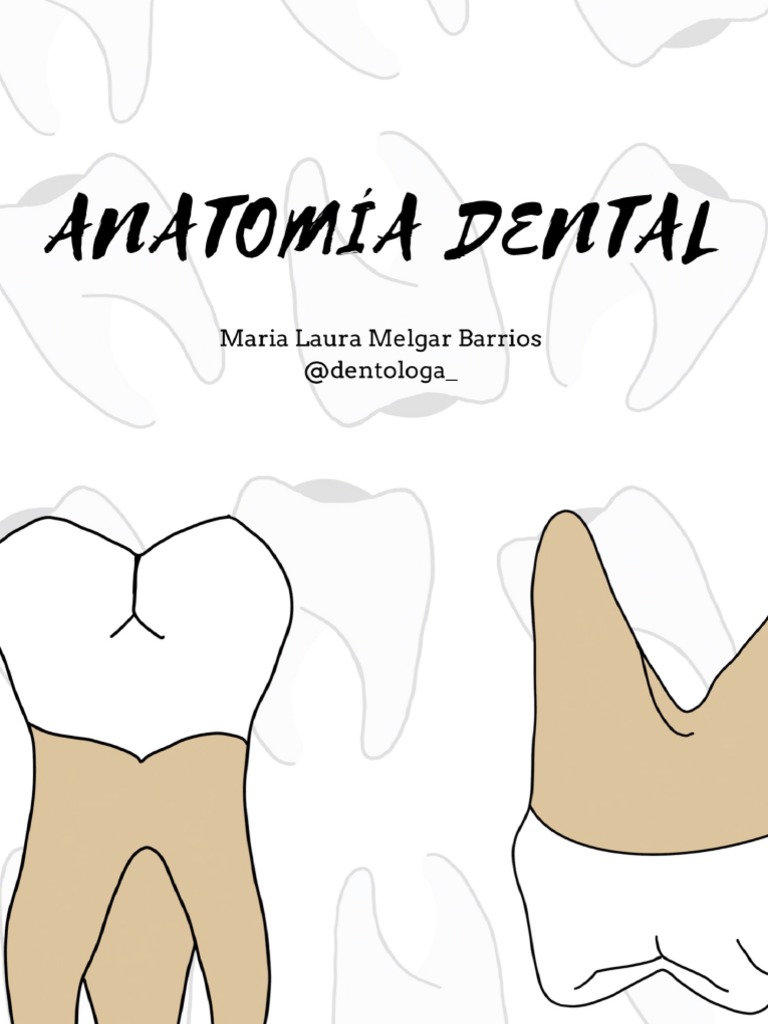 Anatomía Dental Dentologa Pdf Anatomia Dental Anatomía