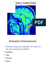 Sistema Nervoso 2