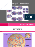 Etapas da Meiose e Formação de Células Haplóides