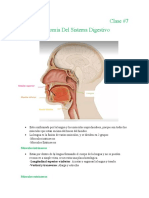 Anatomía Sistema digestivo 3