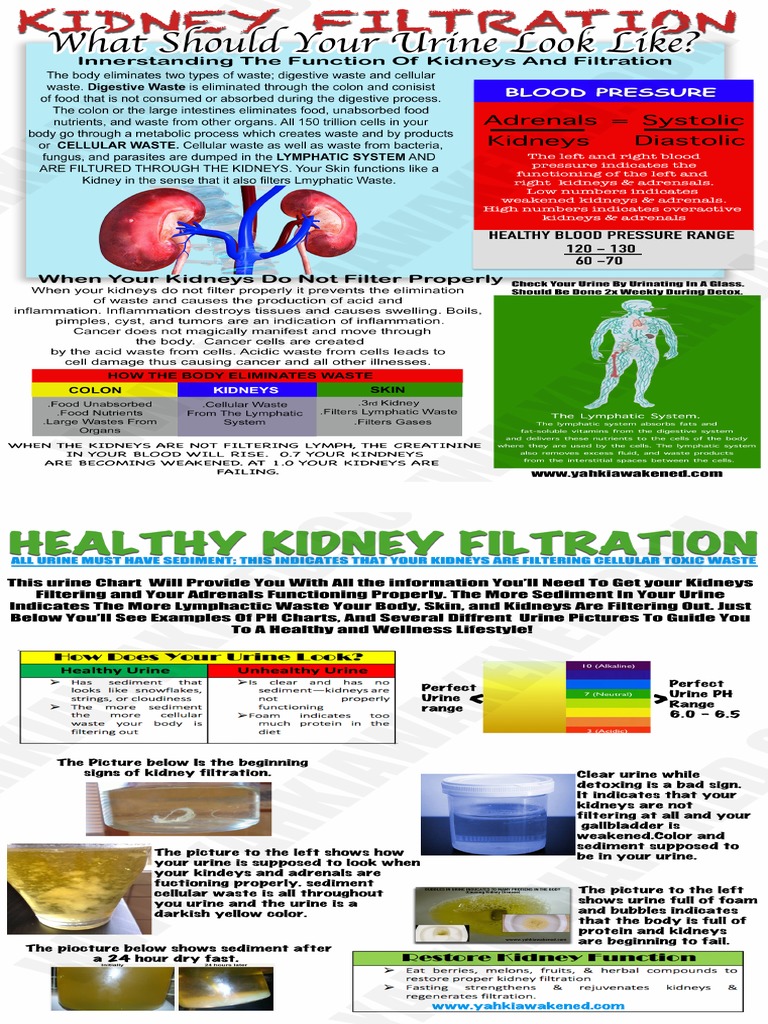 Kidney Filtration Chart Long PDF