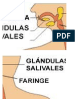 sietma digestivo tamaño papelote