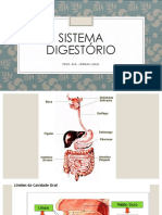 Sistema digestivo esôfago estômago intestino