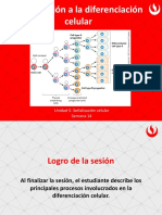 TE14_2 Diferenciación celular_prof(1)