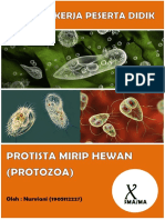 Protozoa Pengamatan