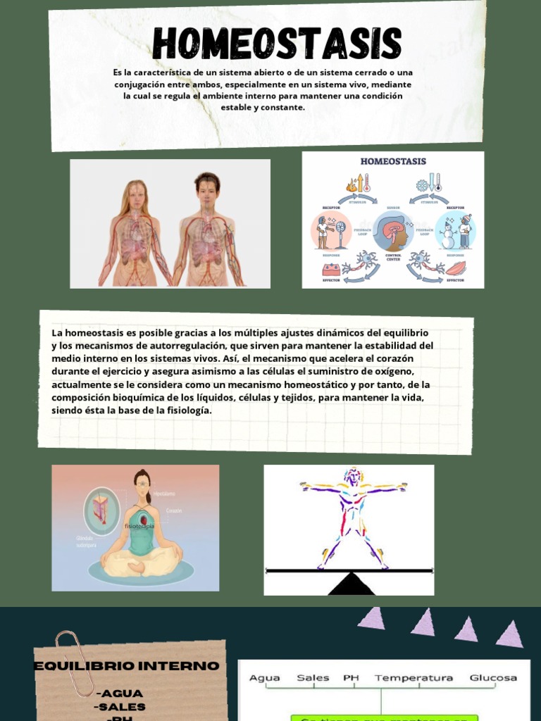 Mecanismos de Homeostasis en Vivos | PDF | Homeostasis | Termorregulación