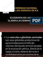 Dr Ponce Glándulas Seminales
