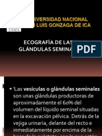 DR Ponce Glándulas Seminales