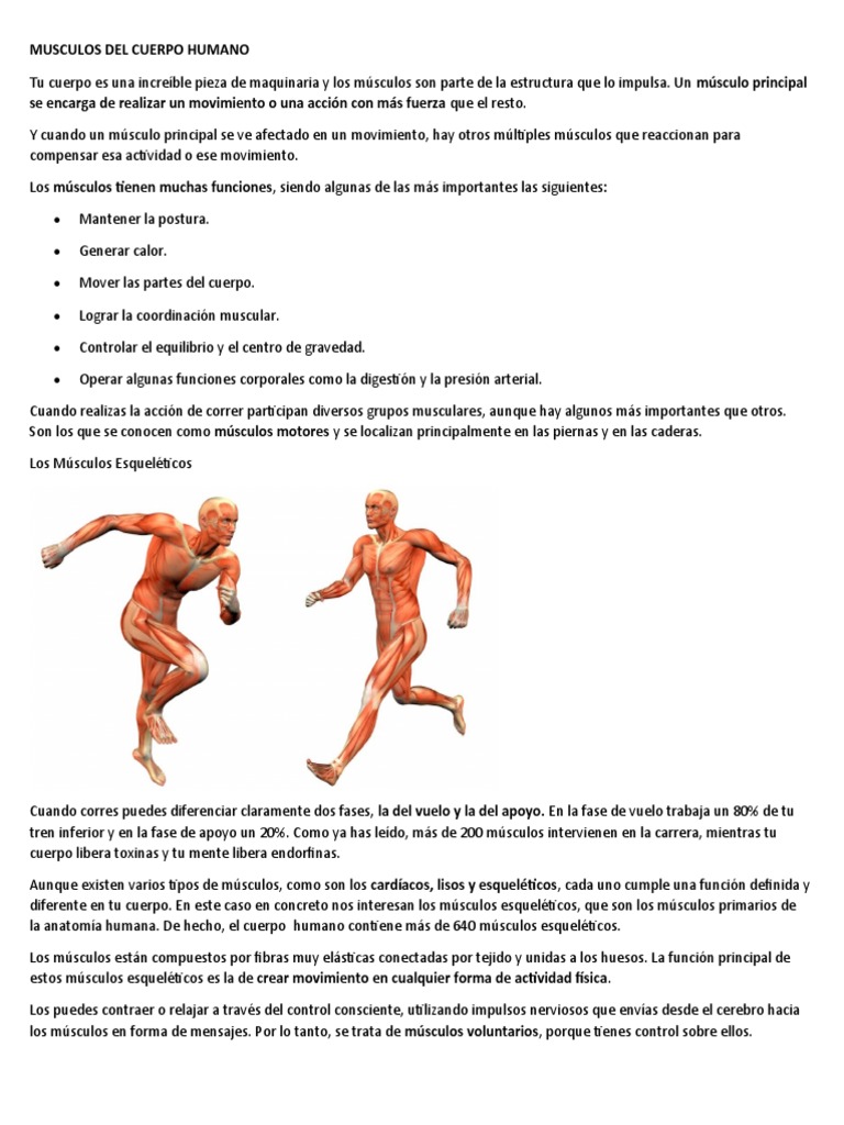 Músculos del Cuerpo Humano al Correr | PDF | Corriendo | Músculo ...