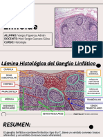 Tejido linfático ganglio y bazo