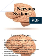Nervous System Intro NERVES