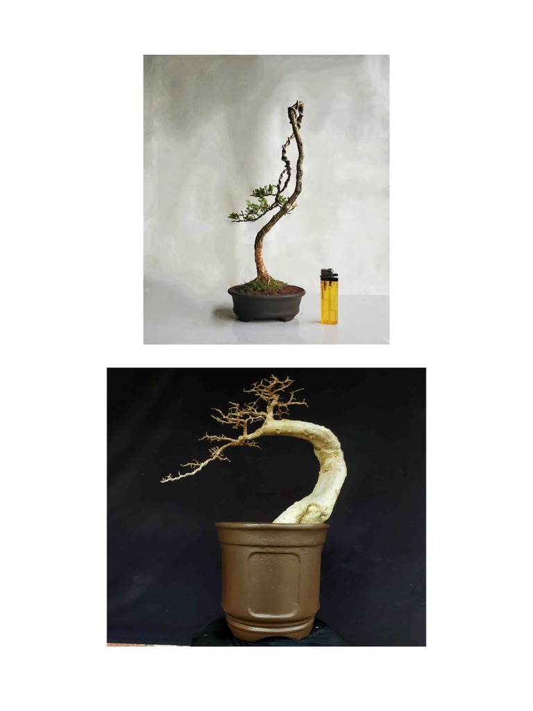Bonsai | PDF