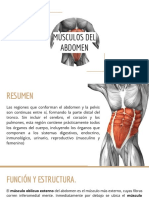 Músculos Del Abdomen