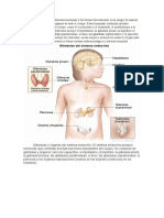 Sistema Endocrino