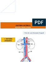 Aparelho Gênito-Urinário