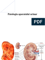 Curs Patologia Aparatului Urinar DR AP