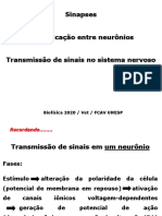 Sinapses e neurotransmissão