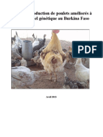 Production de poulets ameliorés