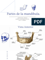 Neuro Mandibula